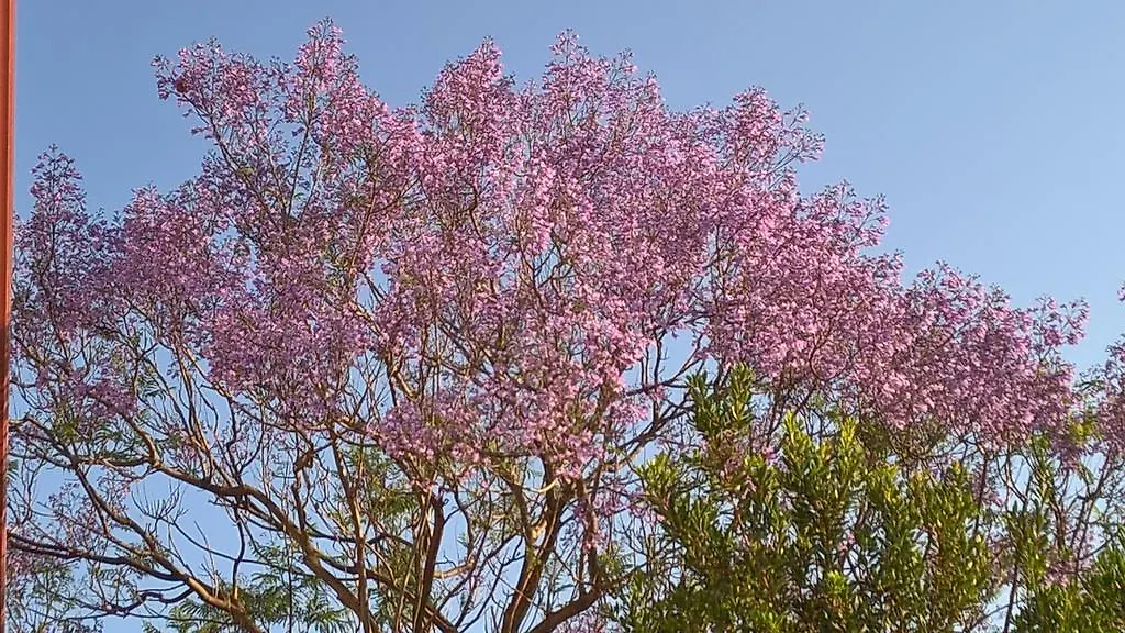 Affittacamere La Jacaranda Hotel SantʼAntìoco